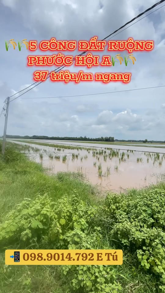 Đất ruộng 5.000m² tại Gò Dầu, Tây Ninh - Giá chỉ 1.85 tỷ, sổ hồng chính chủ!