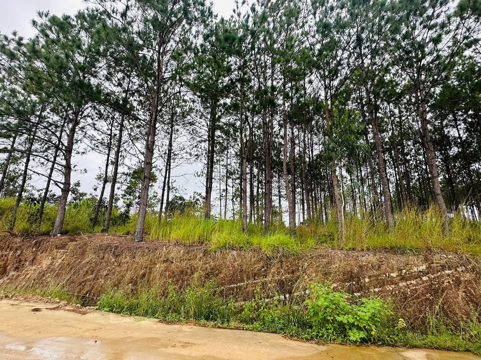 Đất nền Khu Biệt Thự Ht 86, Nam Ban, Lâm Hà 500m² giá 2.3 tỷ - Sẵn thổ cư, view đẹp!