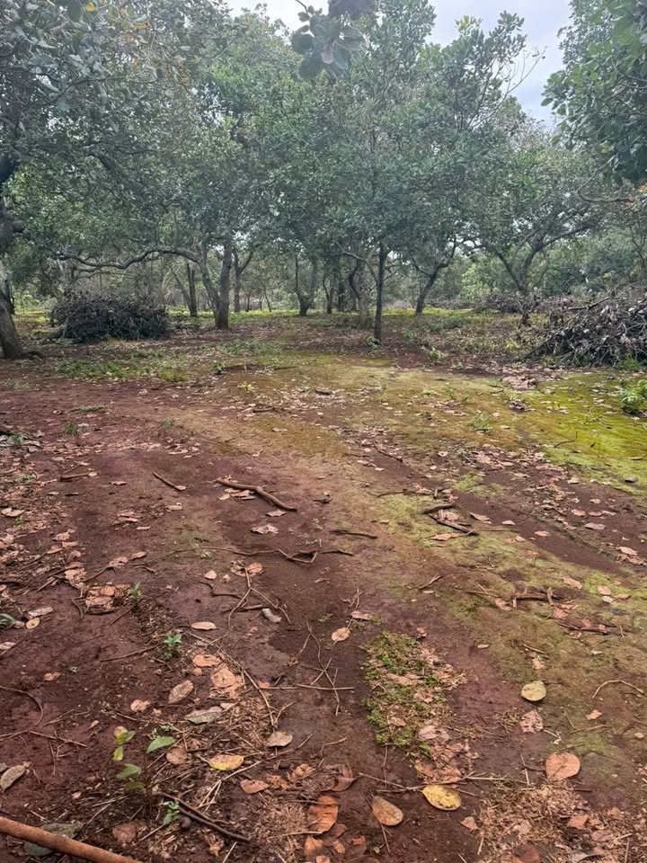 Đất nền Nghĩa Trung Bù Đăng 1,8ha giá 2,7 tỷ - Cơ hội đầu tư tuyệt vời!