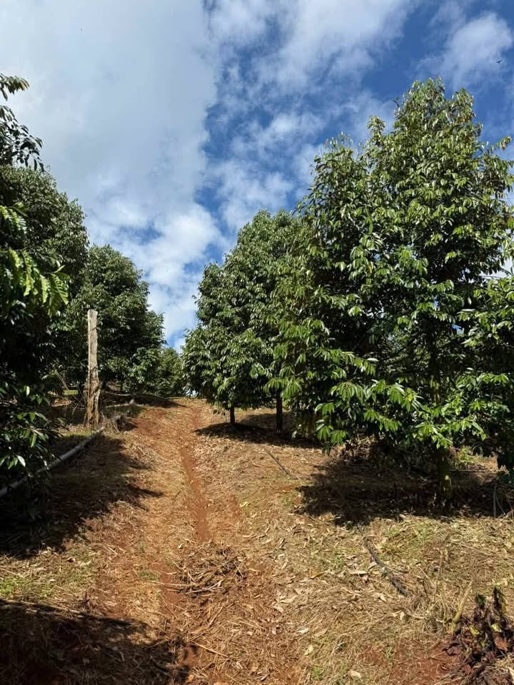 Farm 3.3ha tại xã Nghĩa Bình, Bù Đăng - Đầu tư sinh lời với 680 triệu/năm!