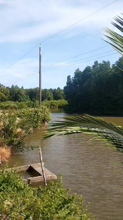 Đất Farm 81.600m² tại Mai Hoa, Năm Căn, Cà Mau - Giá 2 tỷ, Pháp lý rõ ràng!