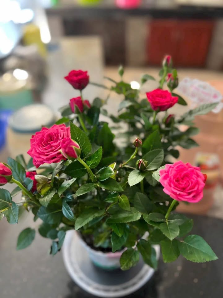 Nhà phố 1 trệt 1 lầu mặt tiền Trần Hưng Đạo, 112m² giá 2.7 tỷ - Cơ hội đầu tư hấp dẫn!