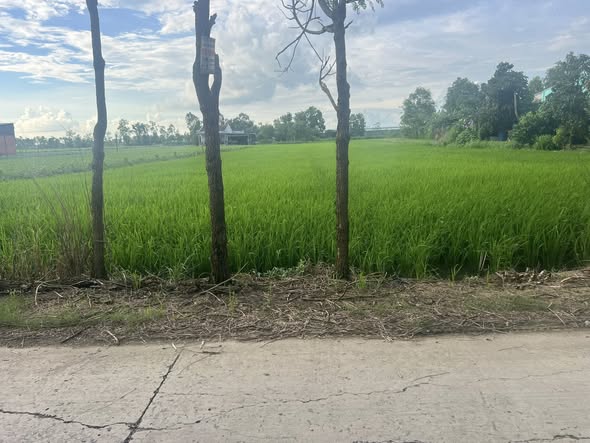 Đất vườn 3250m² tại Phước Trung, Gò Công Đông - Hạ giá chỉ 1.65 tỷ!