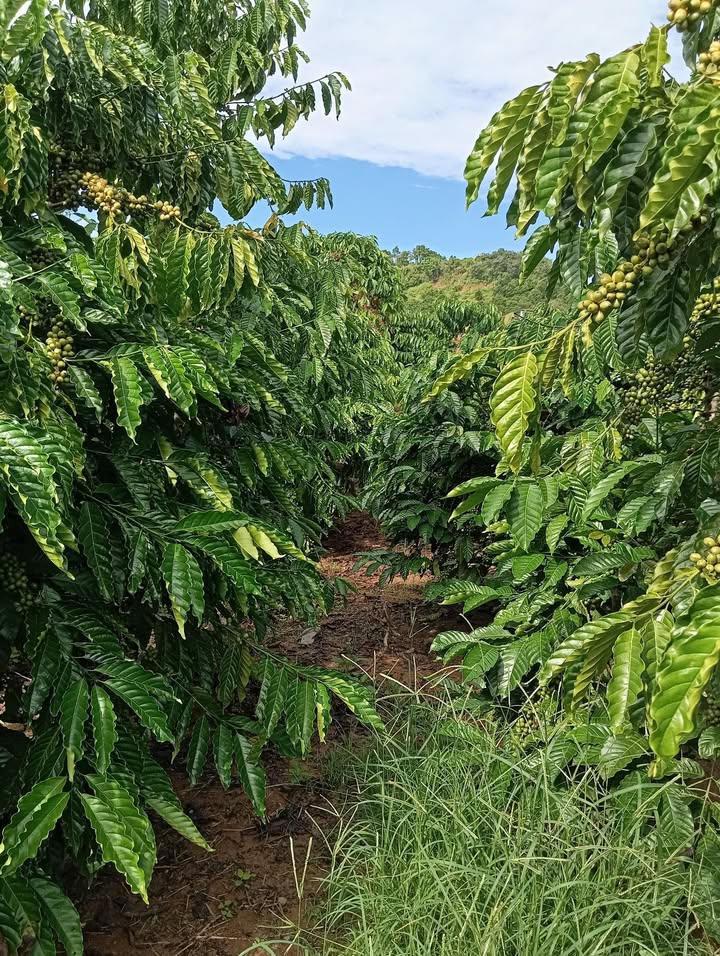 Đất ở Tân Văn Lâm Hà 1200m² giá 1.9 tỷ - Đầu tư sinh lời ngay!