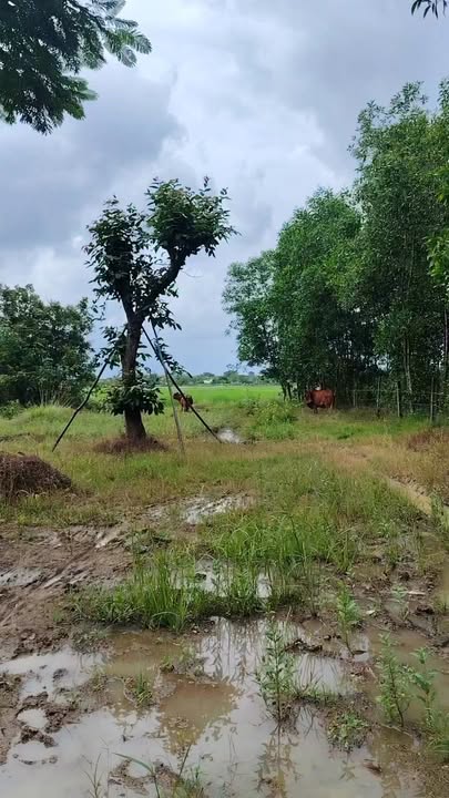 Đất nền Xuân Lộc 170m² giá 250 triệu - Sổ đỏ chính chủ, bao làm đường!