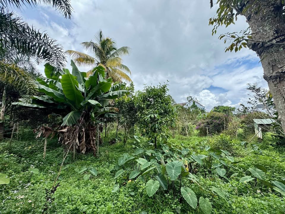 Đất trồng cây ăn trái Lạc Long Quân 2650m² giá chỉ 3 tỷ - Đầu tư lý tưởng!