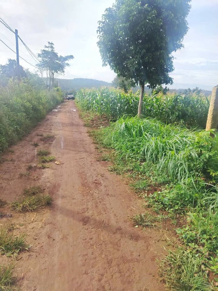 Đất thổ cư Pơng Drang, Krông Buk 193m² giá chỉ 438 triệu - Cơ hội đầu tư tuyệt vời!