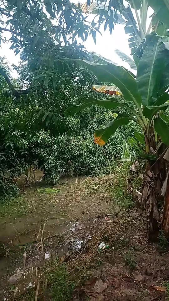 Lô đất vườn xoài 1.360m² gần đường Nguyễn Hương - Giá chỉ 1.35 tỷ