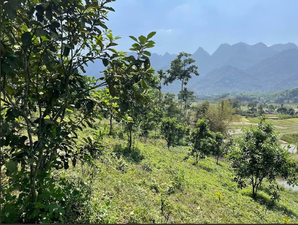 Đất nền Gia Mô, Tân Lạc 2128m² giá 1.2 tỷ - View núi tuyệt đẹp!