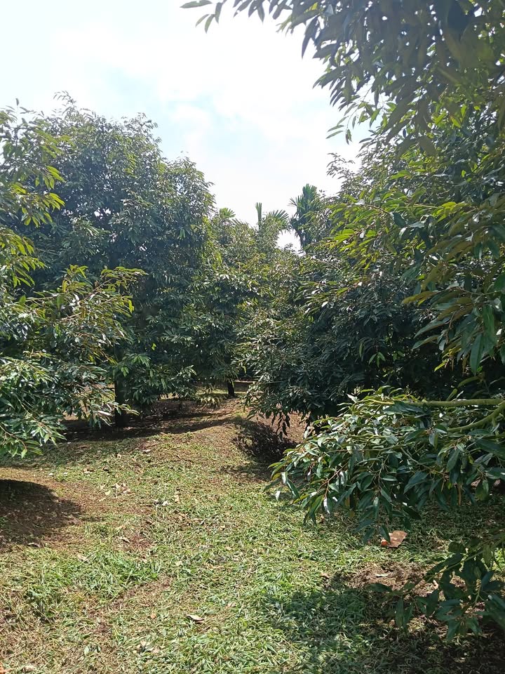 Farm sầu riêng 19,400m² tại Phú Lộc, Krông Năng - Giá chỉ 2.52 tỷ!