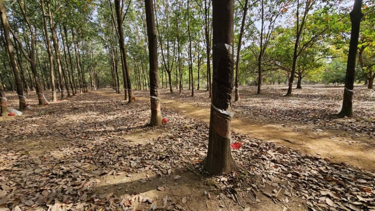 Bán vườn Phước Thiện Bù Đốp 10,000m² giá 1.4 tỷ - Thu nhập 20 triệu/tháng!