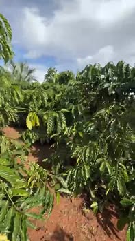 Đất nền Hoài Đức 15,000m² giá 5.3 tỷ - Đường mặt đất, đầy đủ tiện ích!