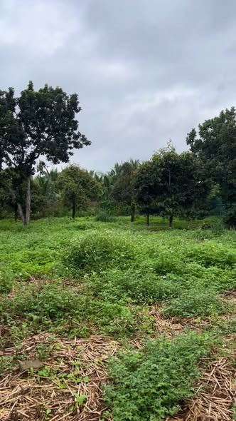 Đất nền phường Ea Kao 1293m² giá 4.1 tỷ - Đường lớn, vị trí đẹp!