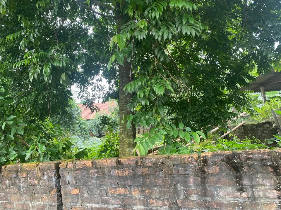 Đất nền 360m² tại Ba Trại, Ba Vì - Giá chỉ 1 tỷ, view núi tuyệt đẹp!