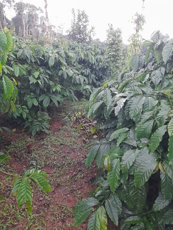 Đất nền Quảng Trực, Tuy Đức 1ha giá 1.05 tỷ - Gần chợ và trường học!