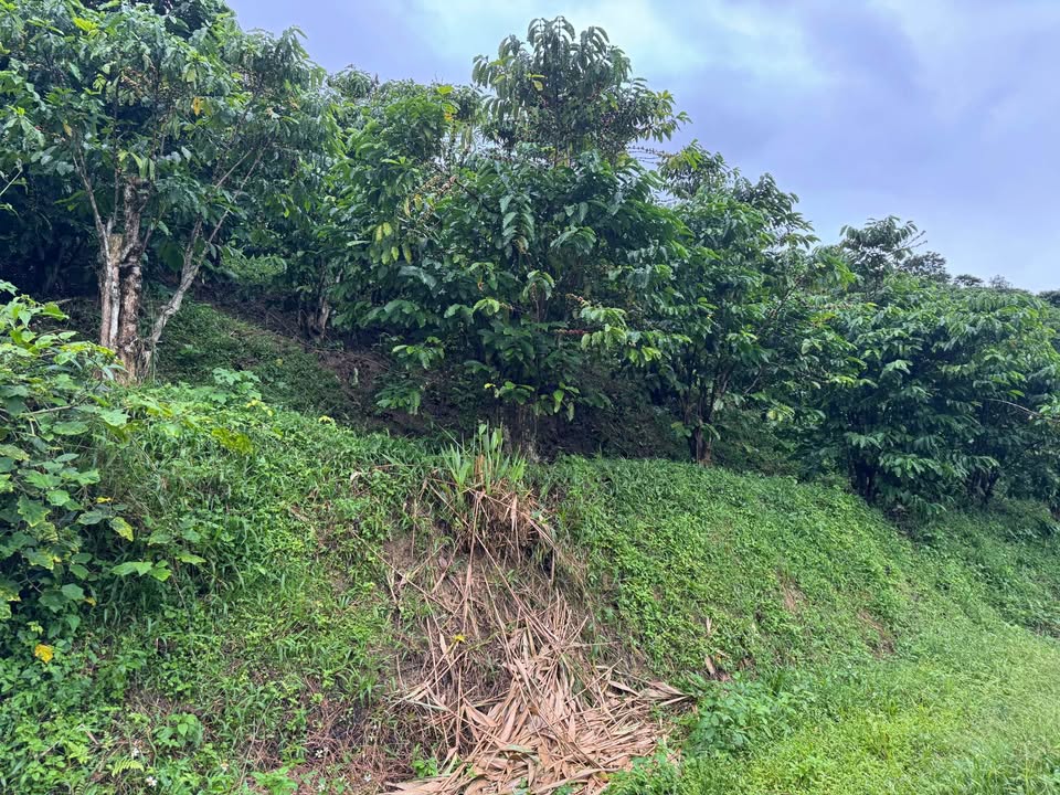 Đất vườn Lộc Nam Bảo Lâm 13500m² giá 108 tỷ - Đầu tư lý tưởng cho nghỉ dưỡng!