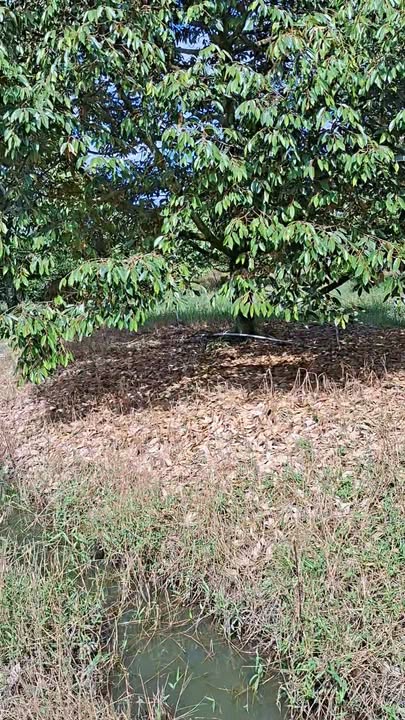 Farm đất sầu riêng Gò Dầu 5300m² giá 3.5 tỷ - Đường ô tô tới nơi!