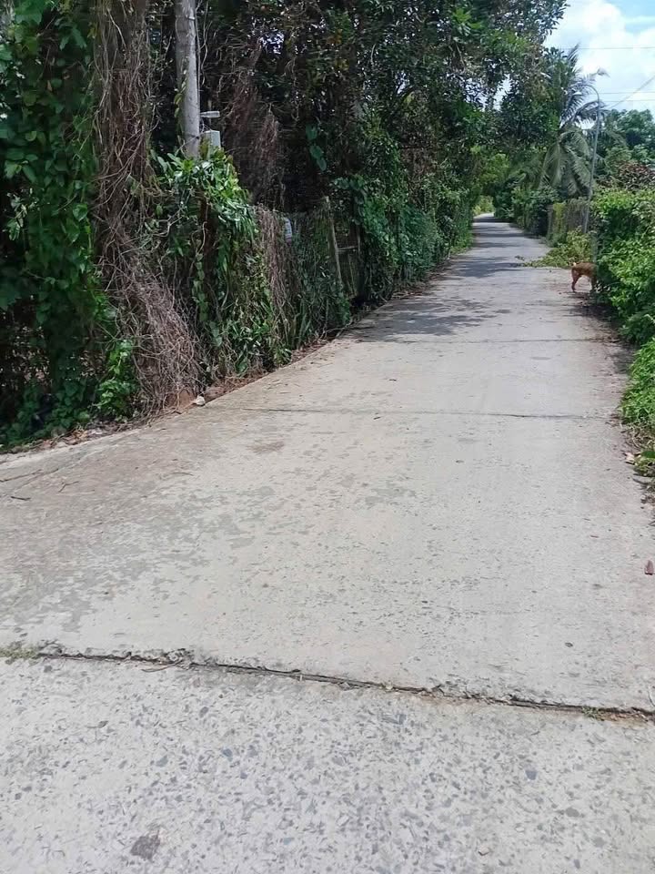 Đất nền mặt tiền đường 3,5m tại Hoà Nghĩa Chợ Lách 476m² giá 750 triệu - Cơ hội đầu tư hấp dẫn!