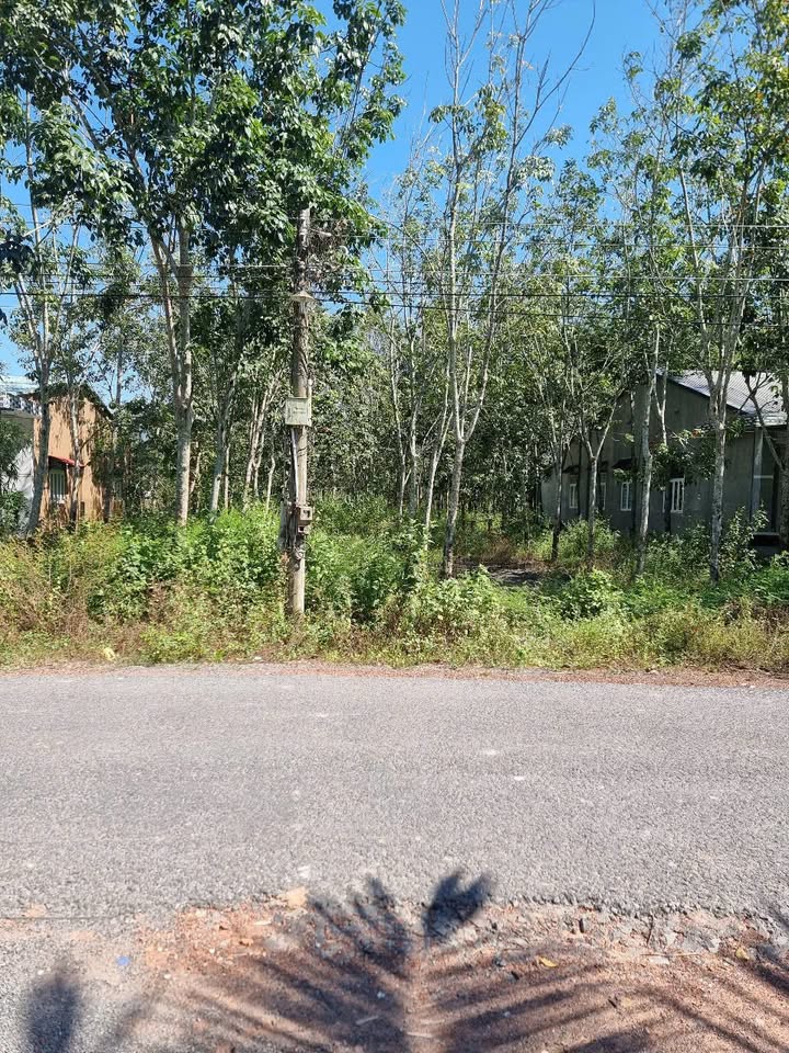 Đất vườn 1.536m² tại ấp Trảng Cò, Trảng Bàng, Tây Ninh - Sổ hồng chính chủ, giá 3.5 tỷ!