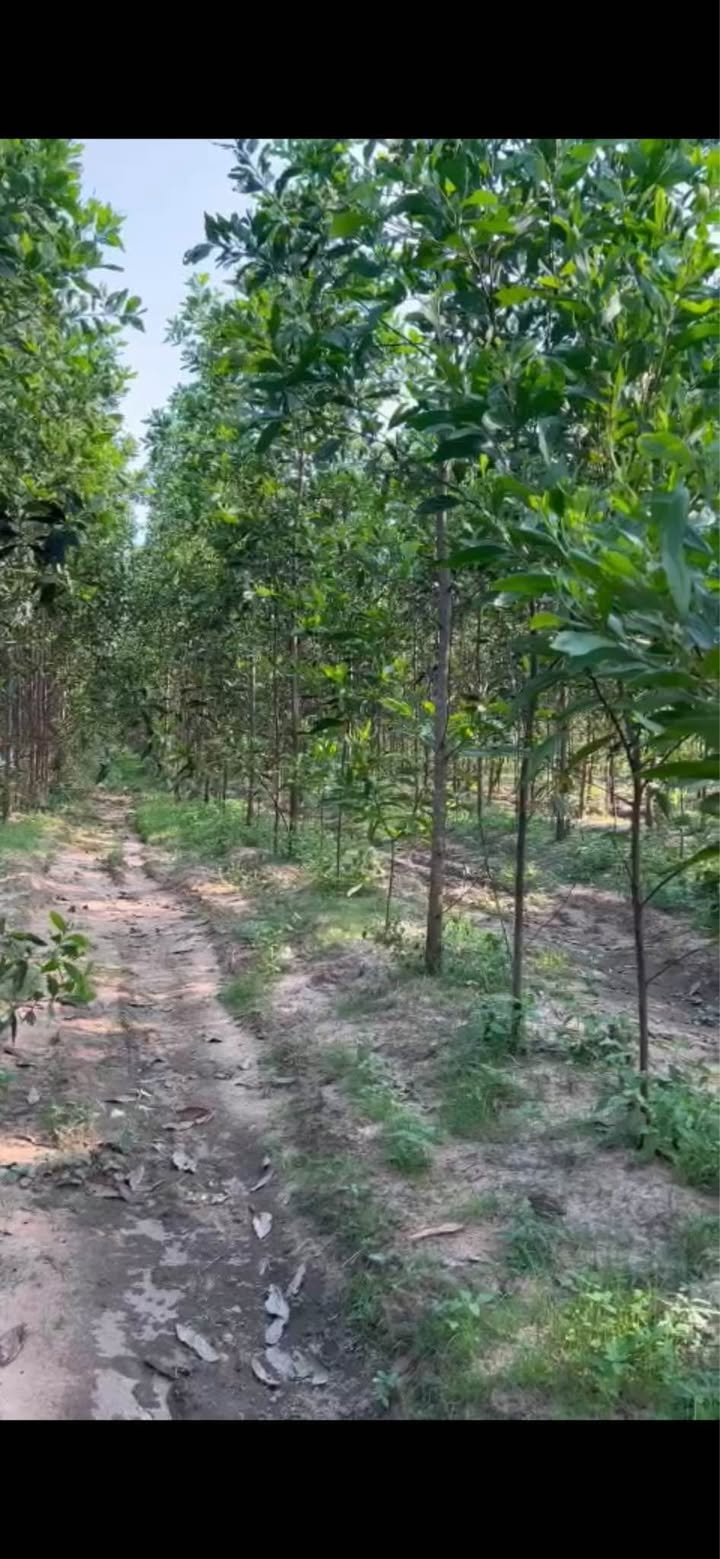 Đất nền Farm Tân Xuân 30.048m² giá 8 tỷ - Đầu tư lý tưởng cho tương lai!