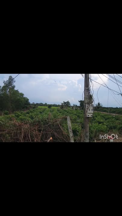 Đất nông nghiệp Tân Hiệp, Thạnh Hóa 20.000m² giá 5 tỷ - Đầu tư sinh lời lý tưởng!