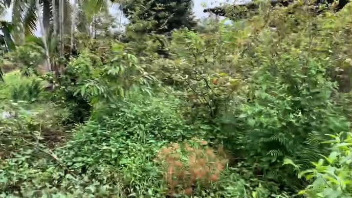 Đất nền 822m² tại ấp 9, Long Tiên, Cai Lậy - Giá chỉ 290 triệu VND!