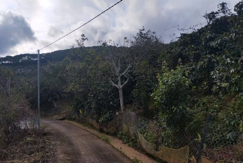 Đất nền Xuân Trường, Đà Lạt 1000m² giá chỉ 1.35 tỷ - Cơ hội đầu tư hiếm có!