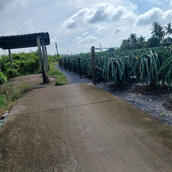 Đất lúa 3453m² Hòa Phú, Châu Thành chỉ 2.4 tỷ - Chính chủ bán gấp!