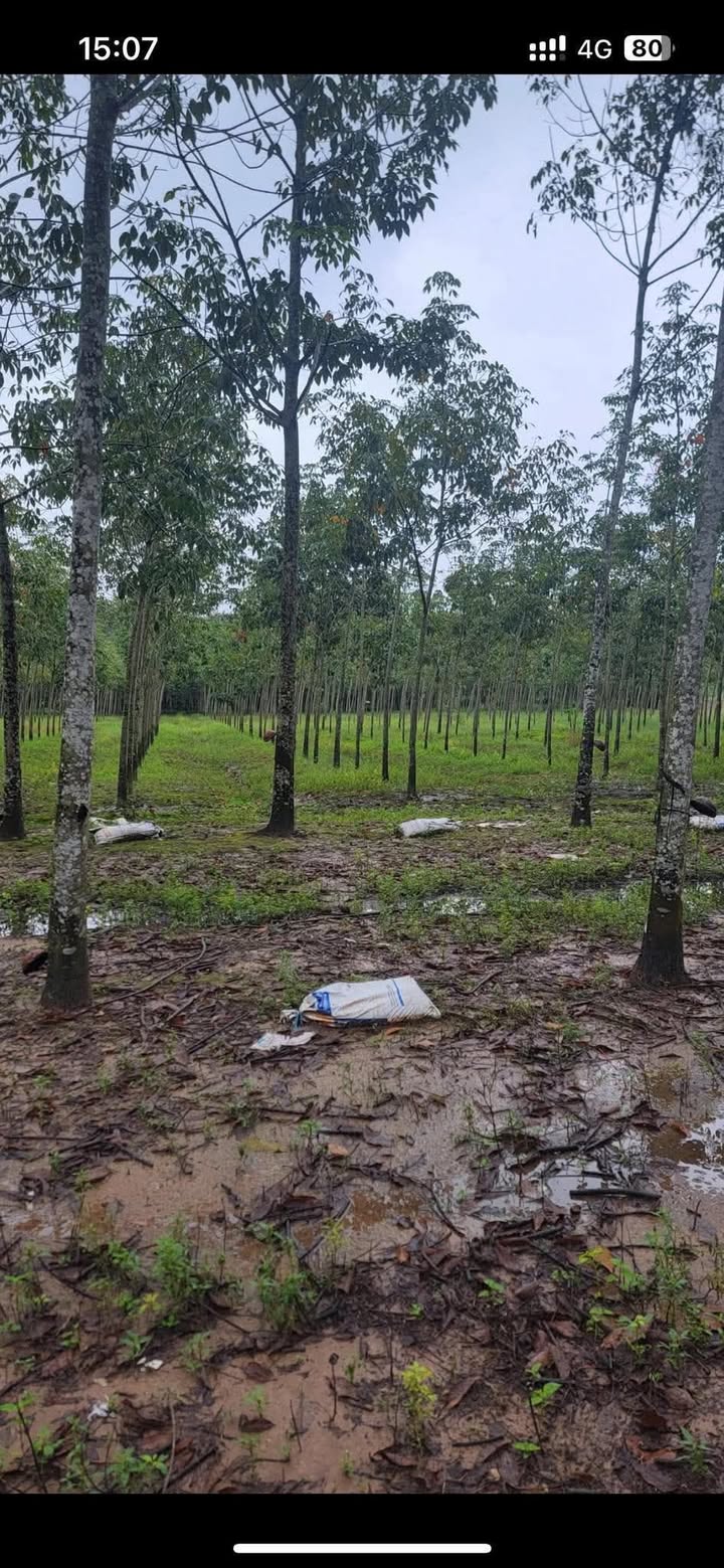 Đất cao su non 14400m² Phước Hòa, Phú Giáo chỉ 2.5 tỷ - Cơ hội đầu tư tuyệt vời!