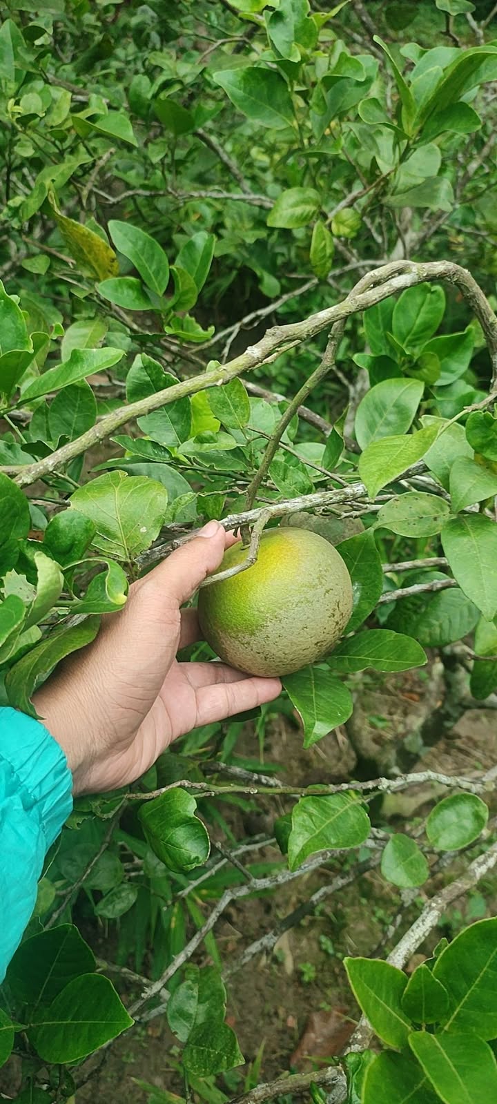 Đất nền Trường Thọ An Lão 66,5m² giá chỉ 700 triệu - Cơ hội đầu tư cực hot!