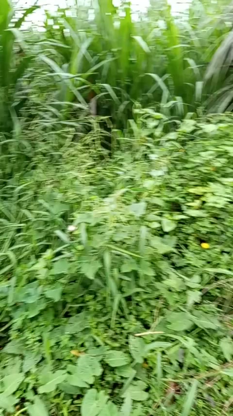 Đất mặt tiền Quốc lộ 54, Phú Cần, Tiểu Cần 810m² giá 2.34 tỷ - Đầu tư sinh lời!