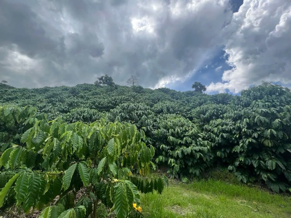 Farm 1.5ha tại Lộc Bảo, Bảo Lâm giá chỉ 4.1 tỷ - Đầu tư sinh lời ngay!