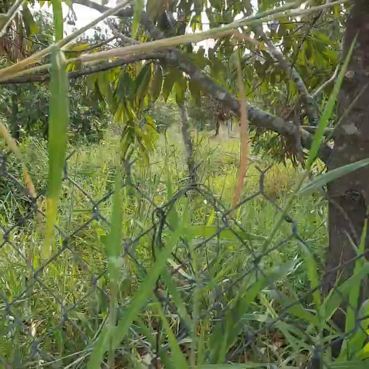 Đất trồng sầu riêng 630m² tại Long Khánh, Cai Lậy - Giá chỉ 1.4 tỷ VND