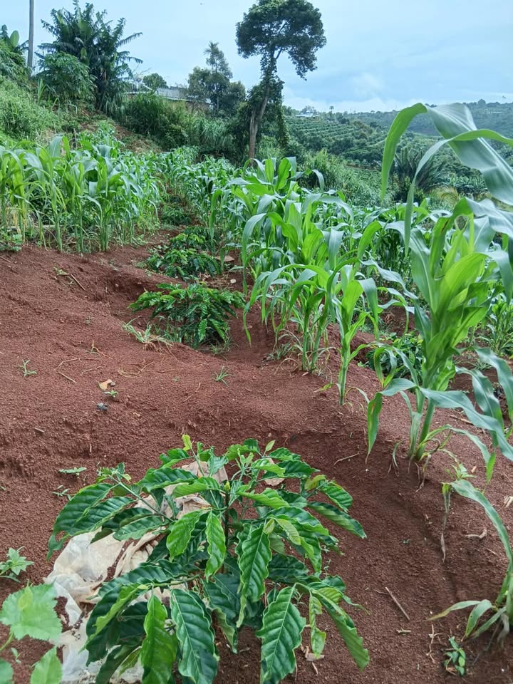 Đất nền Đức Bình, Lâm Hà 10080m² giá 3.25 tỷ - Sổ đỏ chính chủ, bớt lộc cho khách thiện chí!