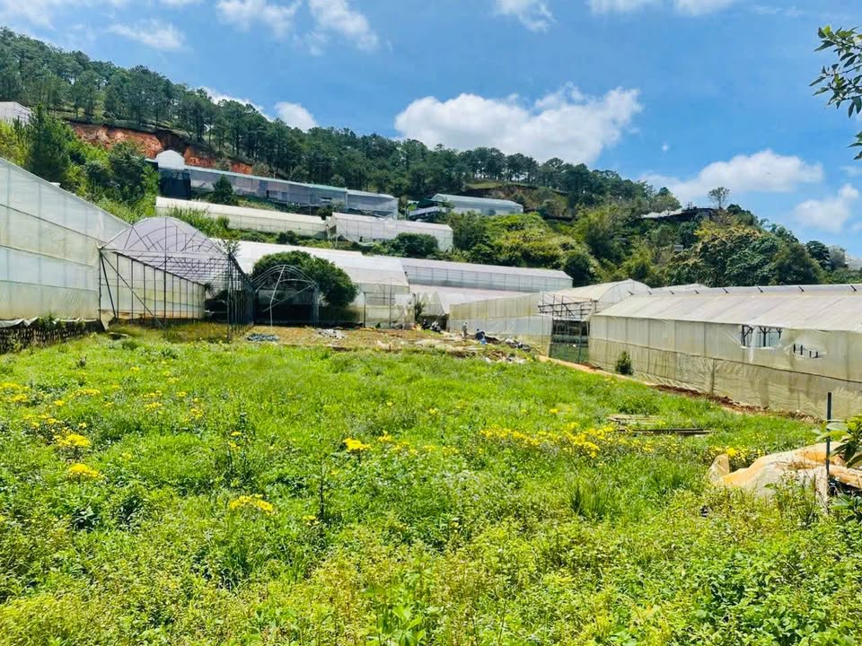 Đất nền Đà Lạt 254m² giá 5.25 tỷ - Sổ đỏ chính chủ, xây dựng tự do!