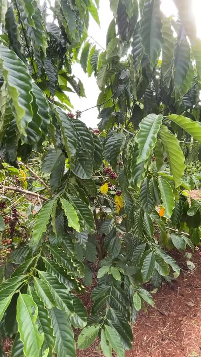 Đất nền 1.8ha tại thôn 4, xã Trường Xuân, Đắk Song - Giá 2.3 tỷ, sổ đỏ chính chủ!