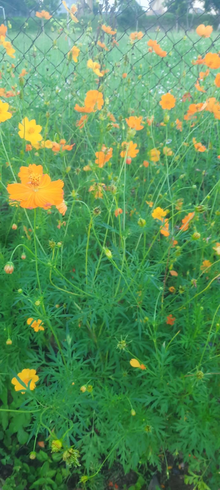 Đất thổ cư Tây Xuân Tây Sơn 210m² giá thỏa thuận - Đầu tư tiềm năng lâu dài!