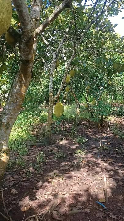 Đất nền 1 sào tại xã Xuân Tây, Cẩm Mỹ - Giá chỉ 550 triệu, ô tô vào tận nơi!