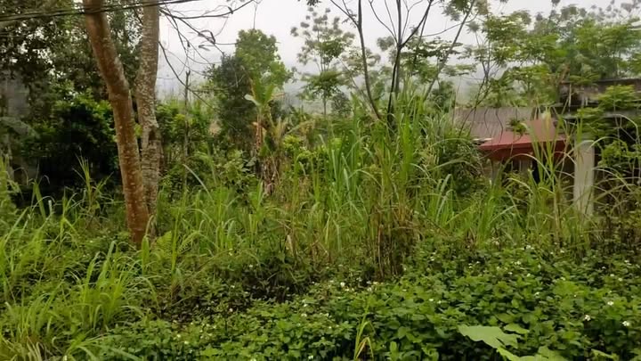 Đất nền Kỳ Phú Nho Quan 3851m² - Cơ hội đầu tư tuyệt vời!