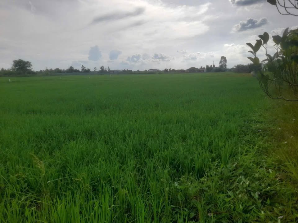 Đất ruộng Long Hưng, Gò Công 1385m² giá 700 triệu - Cơ hội đầu tư hấp dẫn!