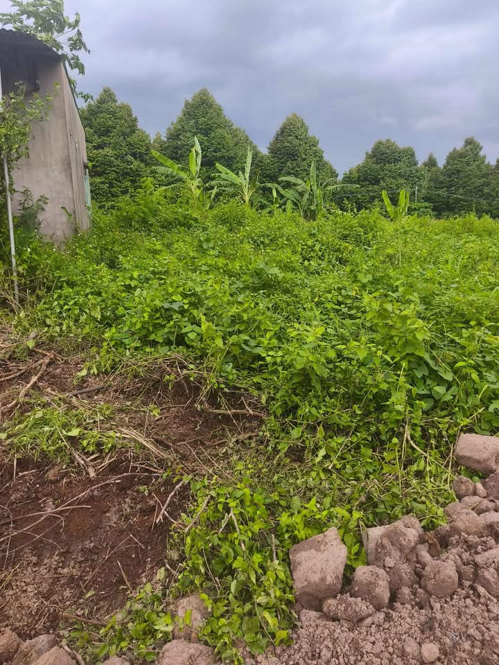 Đất nền Tân Phú, Định Quán 206.5m² chỉ 470 triệu - Đầu tư sinh lời ngay!