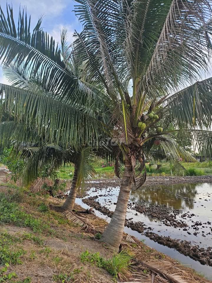 Đất ruộng 3.268m² Tân Bửu, Bến Lức - Giá chỉ 7,3 tỷ - Tiềm năng tăng giá cao!