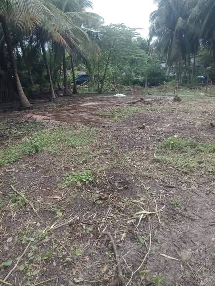 Đất thổ cư Bình Ninh, Chợ Gạo 272m² chỉ 280 triệu - Sổ đỏ chính chủ!