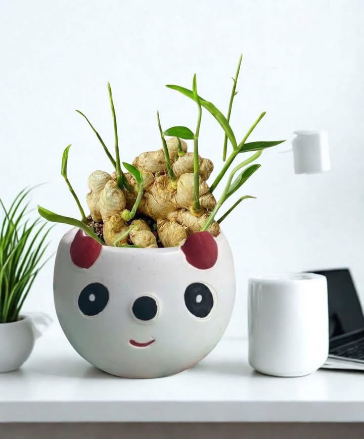 Đất biệt thự 2 mặt tiền tại Vũ Lăng, Tiền Hải 180m² chỉ 1 tỷ - Cơ hội đầu tư hấp dẫn!