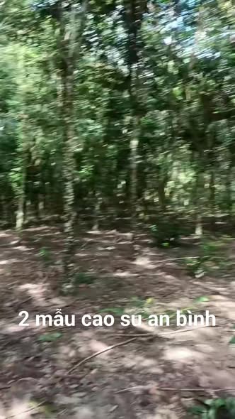 Đất Farm An Bình Phú Giáo 2,3ha giá 8,5 tỷ - Sổ đỏ đẹp, thương lượng ngay!