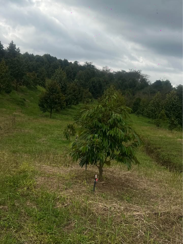 Đất nền xã Hà Lâm 2052m² giá 1.8 tỷ - Đường nhựa 400m