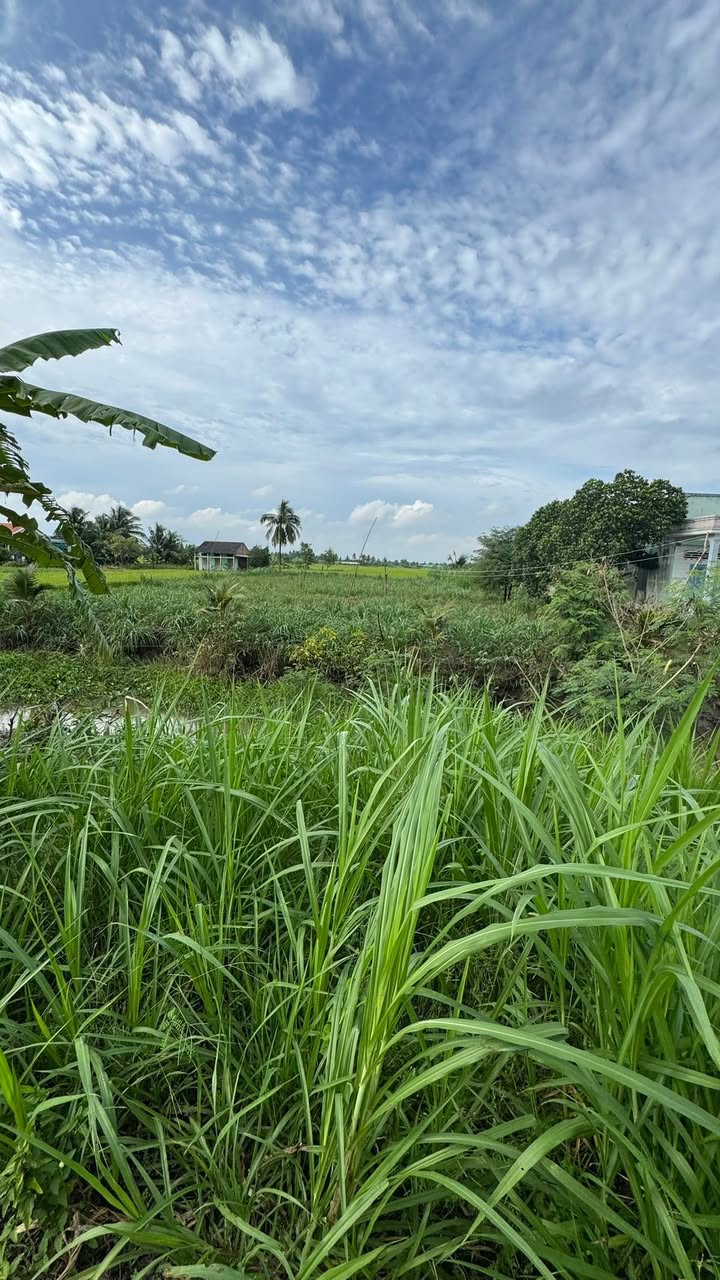 Lô đất 1.731,6 m² tại xã Bình Phú, Gò Công Tây - Giá thỏa thuận, sổ đỏ chính chủ!