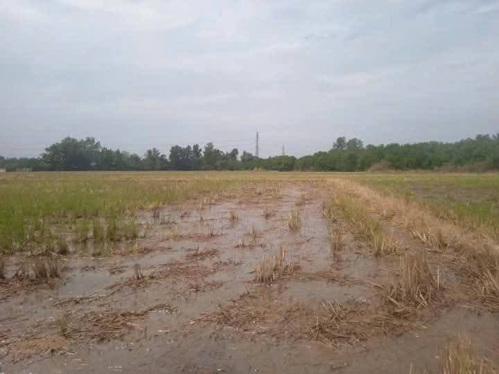 Đất nông nghiệp Tân Ngãi Vĩnh Long 3109m² giá 3.109 tỷ - Cơ hội đầu tư hấp dẫn!