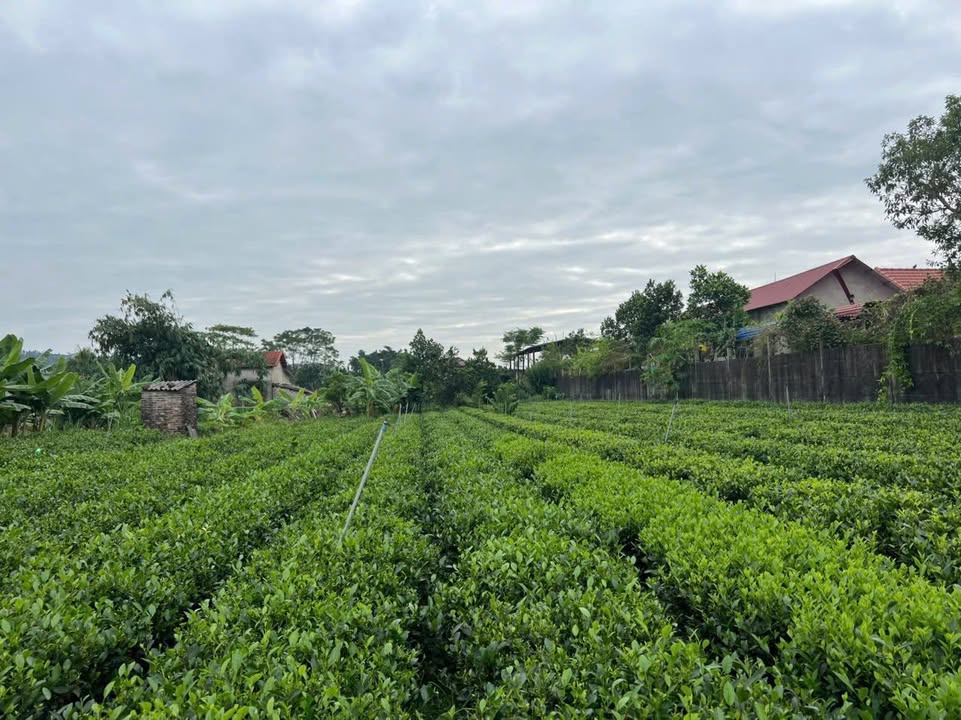 Đất thổ cư 1000m² tại phường Phúc Thuận - Chỉ 2 tỷ - Tiềm năng phát triển lớn!