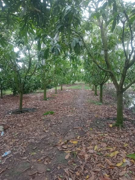 Đất lúa 1868m² Vườn Xoài, Vĩnh Xương, Tân Châu giá 723.8 triệu - Đầu tư sinh lời hấp dẫn!